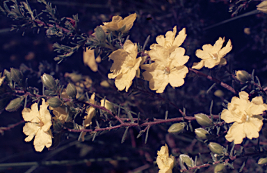 APII jpeg image of Hibbertia stricta  © contact APII