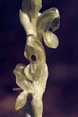 APII jpeg image of Pterostylis ziegeleri  © contact APII