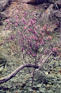 APII jpeg image of Indigofera adesmiifolia  © contact APII