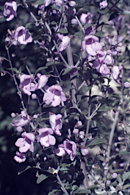 APII jpeg image of Prostanthera rotundifolia  © contact APII