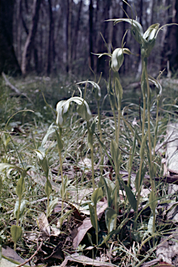 APII jpeg image of Pterostylis falcata  © contact APII