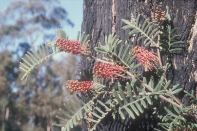 APII jpeg image of Grevillea caleyi  © contact APII