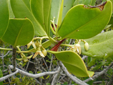 APII jpeg image of Rhizophora stylosa  © contact APII