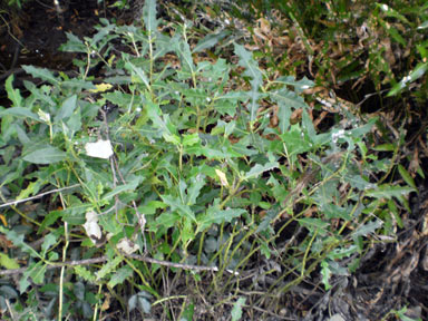 APII jpeg image of Acanthus ilicifolius  © contact APII
