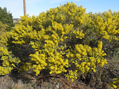 APII jpeg image of Acacia decora  © contact APII