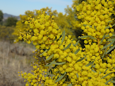 APII jpeg image of Acacia decora  © contact APII