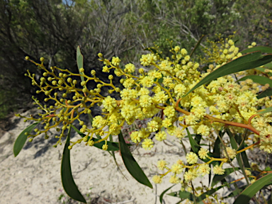 APII jpeg image of Acacia leiophylla  © contact APII