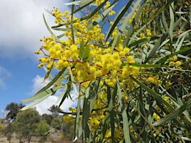 APII jpeg image of Acacia neriifolia  © contact APII