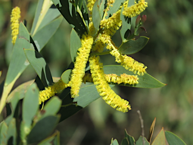 APII jpeg image of Acacia pycnostachya  © contact APII