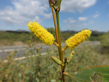 APII jpeg image of Acacia umbellata  © contact APII