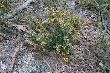 APII jpeg image of Aotus subglauca var. subglauca  © contact APII