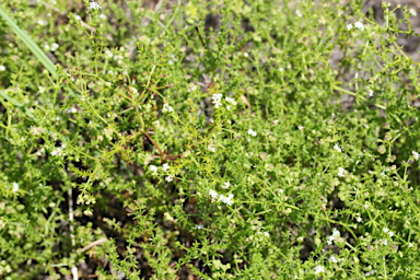 APII jpeg image of Asperula conferta  © contact APII