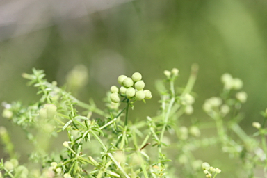 APII jpeg image of Asperula conferta  © contact APII