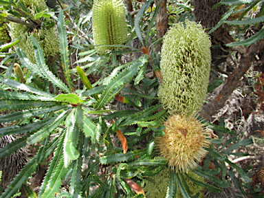 APII jpeg image of Banksia aemula  © contact APII