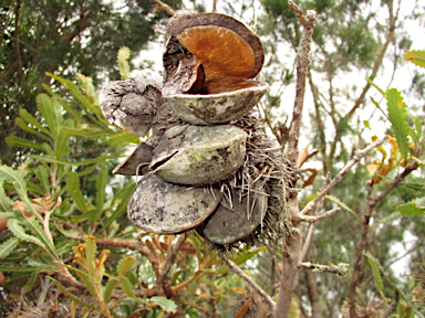 APII jpeg image of Banksia aemula  © contact APII