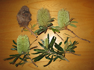 APII jpeg image of Banksia aemula  © contact APII