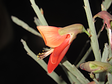 APII jpeg image of Bossiaea walkeri  © contact APII