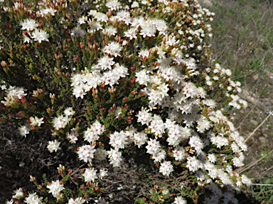 APII jpeg image of Calytrix tetragona  © contact APII