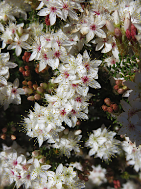 APII jpeg image of Calytrix tetragona  © contact APII