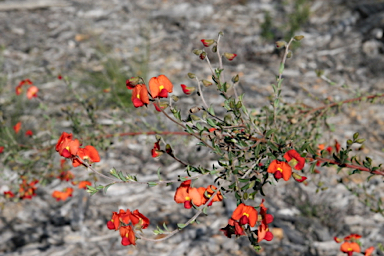 APII jpeg image of Chorizema dicksonii  © contact APII