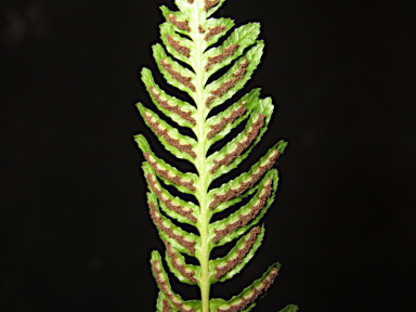 APII jpeg image of Blechnum rupestre  © contact APII