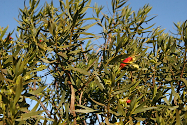 APII jpeg image of Eremophila duttonii  © contact APII