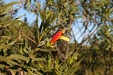 APII jpeg image of Eremophila duttonii  © contact APII