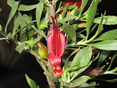 APII jpeg image of Eremophila glabra subsp. glabra  © contact APII