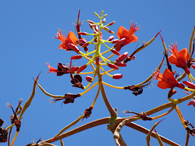 APII jpeg image of Erythrina vespertilio  © contact APII