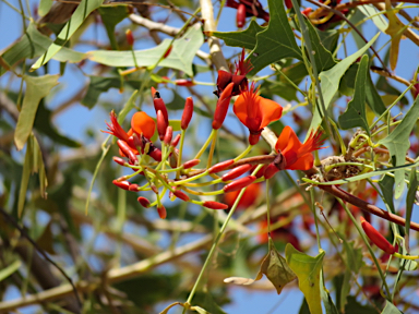 APII jpeg image of Erythrina vespertilio  © contact APII