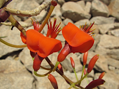 APII jpeg image of Erythrina vespertilio  © contact APII