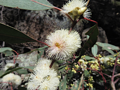 APII jpeg image of Eucalyptus blakelyi  © contact APII