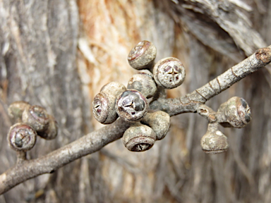 APII jpeg image of Eucalyptus caliginosa  © contact APII