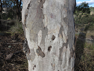 APII jpeg image of Eucalyptus interstans  © contact APII