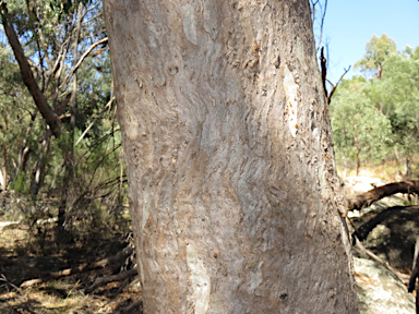 APII jpeg image of Eucalyptus prava  © contact APII