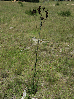 APII jpeg image of Haemodorum planifolium  © contact APII