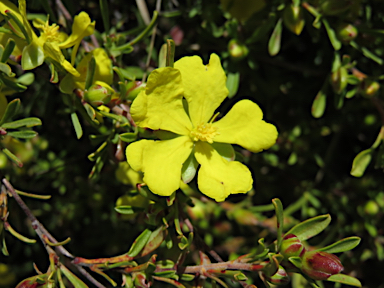 APII jpeg image of Hibbertia linearis  © contact APII