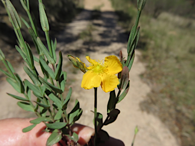 APII jpeg image of Hypericum gramineum  © contact APII