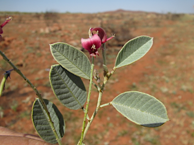 APII jpeg image of Indigofera monophylla  © contact APII