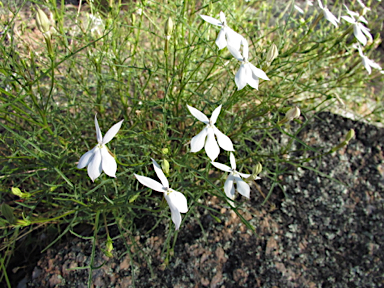 APII jpeg image of Isotoma axillaris  © contact APII