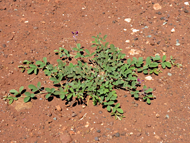 APII jpeg image of Kennedia prorepens  © contact APII