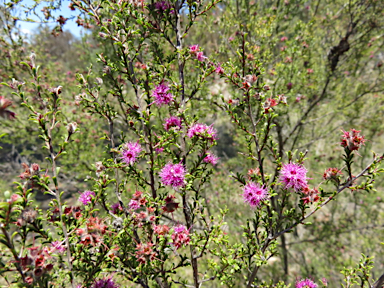 APII jpeg image of Kunzea obovata  © contact APII