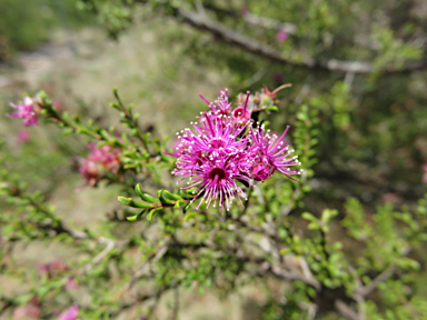 APII jpeg image of Kunzea obovata  © contact APII