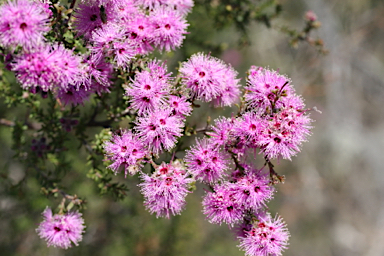 APII jpeg image of Kunzea obovata  © contact APII