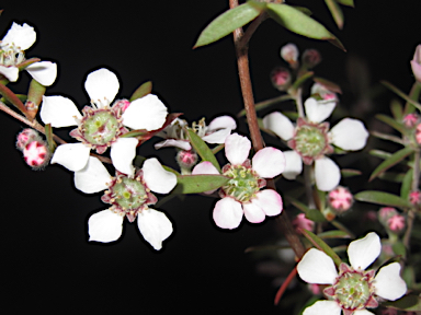 APII jpeg image of Leptospermum brevipes  © contact APII