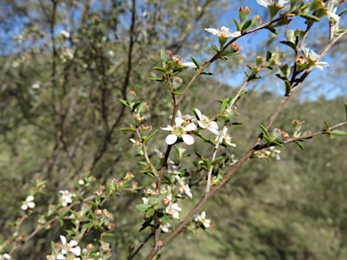 APII jpeg image of Leptospermum microcarpum  © contact APII