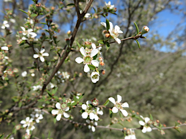 APII jpeg image of Leptospermum microcarpum  © contact APII