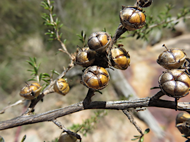 APII jpeg image of Leptospermum minutifolium  © contact APII