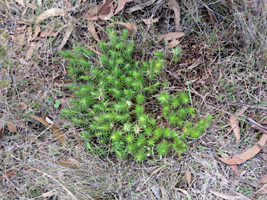 APII jpeg image of Melichrus procumbens  © contact APII