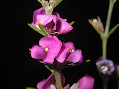 APII jpeg image of Mirbelia speciosa  © contact APII